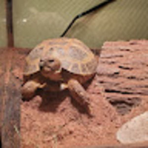 Meet your Posher, Dionne